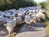 Hamont-Achel - Schapen op de Leenderheide