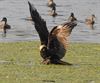 Pelt - Een bruine kiekendief in het Hageven