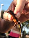 Beringen - Alpenwatersalamander