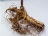 Lommel - Verdiep u eens in ginseng
