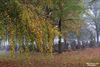 Hamont-Achel - Eind oktober op het kerkhof