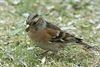 Hamont-Achel - Tel de vogels in je tuin