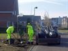 Hamont-Achel - Nieuwe bomen in de Kasteeldreef