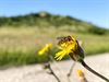 Hechtel-Eksel - 'Mogelijk minder insecten'