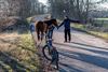 Pelt - Paarden ontsnapt bij het Hageven