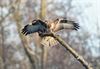 Beringen - Buizerd in volle glorie