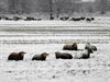 Pelt - Sneeuw in het Hageven