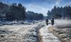 Lommel - Natuur half februari