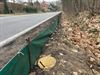 Beringen - Paddentrek weer gestart