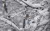 Lommel - Verse sneeuw in maart