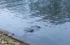 Pelt - Een bever in het kanaal