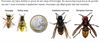 Hechtel-Eksel - Steun voor strijd tegen Aziatische hoornaar