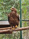 Beringen - Roofvogels in beslag genomen