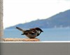 Neerpelt - Vakantiefoto uit... Canet-Plage