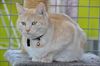 Hechtel-Eksel - Dames en heren: Poes!