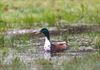 Lommel - Natuur op 1 april