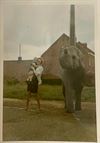 Beringen - Olifant ontsnapt