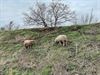 Beringen - Schapen onderhouden berm