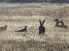 Lommel - Paashaas gespot