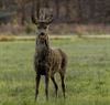 Lommel - Ondertussen, op de Blekerheide...