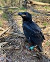 Hechtel-Eksel - Jonge raven geringd