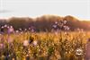 Lommel - Natuur op 21 april