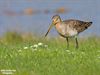 Beringen - Dramatisch minder vogels in Limburg