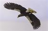 Lommel - We noemen hem Fliegel