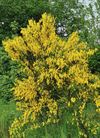 Beringen - Geel, symbool van de lente