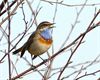 Neerpelt - Daar is de lente!