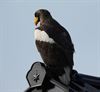 Lommel - Fliegel is de grens over