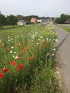 Beringen - Maai Mei Niet