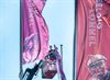 Lommel - De vlaggen hangen!