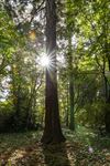 Lommel - Een mammoetboom in Kerkhoven