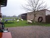 Neerpelt - Schapen op het gazon