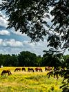 Lommel - Paarden en wolken in de Kolonie
