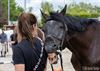 Lommel - Ooit een paard zien schaterlachen?