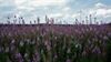 Lommel - Bloemen, wolken en windmolens