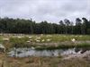 Pelt - Schapen - en geiten - in het Kolisbos
