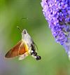 Beringen - Kolibrievlinder