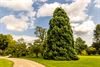 Lommel - Nog een mammoetboom in Lommel