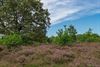 Pelt - De heide bloeit