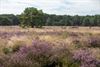 Lommel - De heide toont weer haar paarse pracht!