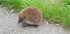 Pelt - Overstekend wild...