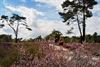 Pelt - De heide wenkt