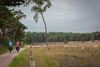 Lommel - Schapen op de Blekerheide