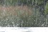Lommel - Regenspetters