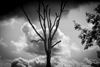 Lommel - Boom met wolken