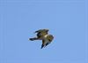 Beringen - Jonge buizerd