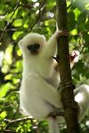 Overpelt - Met vakantiegroeten uit... Madagascar